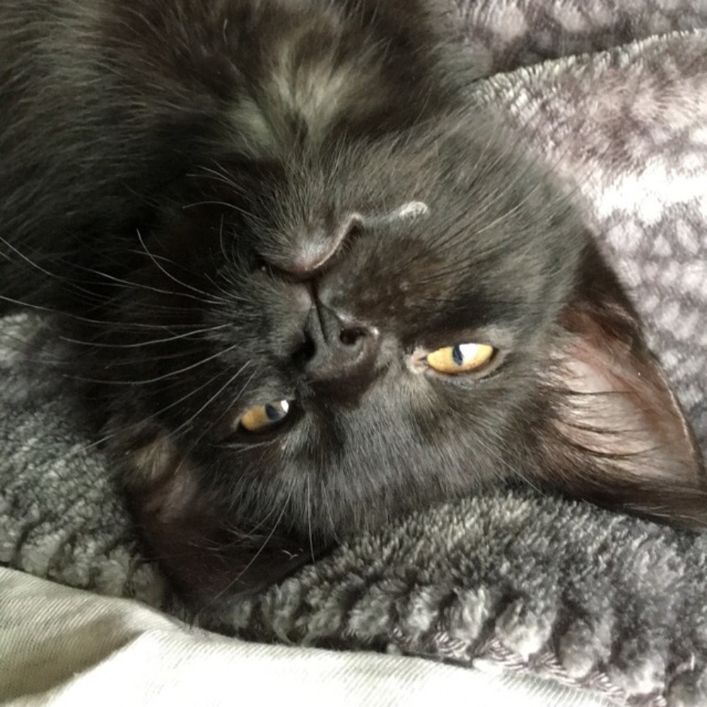 Meet your Posher, Karalyn